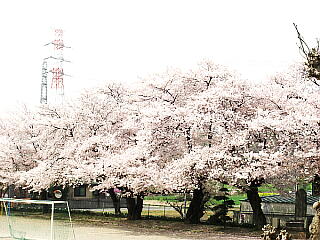 満開の桜の写真：クリックすると大きくなります