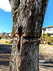 ���̊��̎ʐ^�FEnter����Ƒ傫���Ȃ�܂�